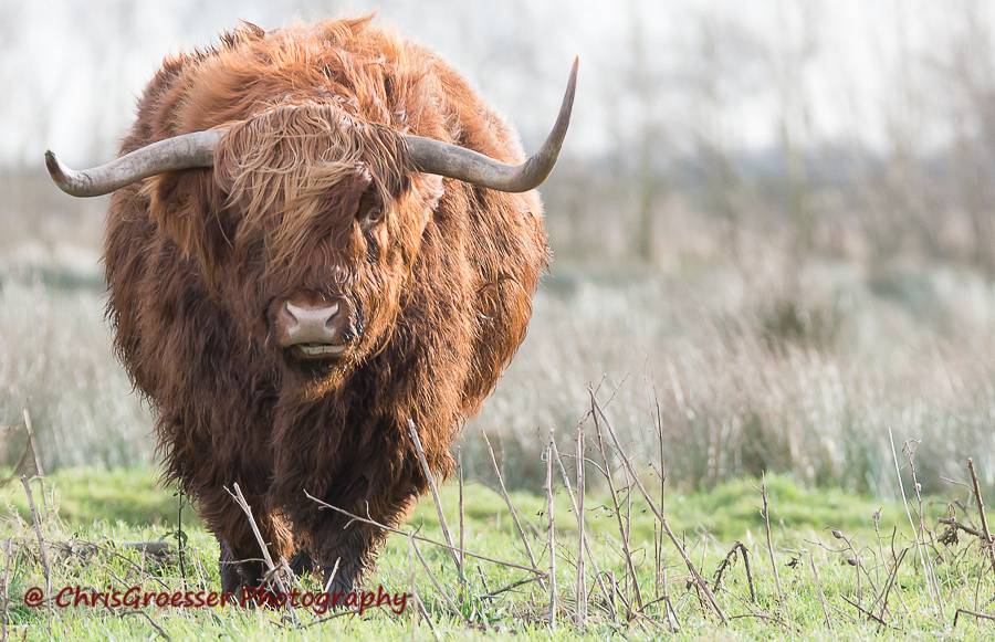 Schotse hooglander stier